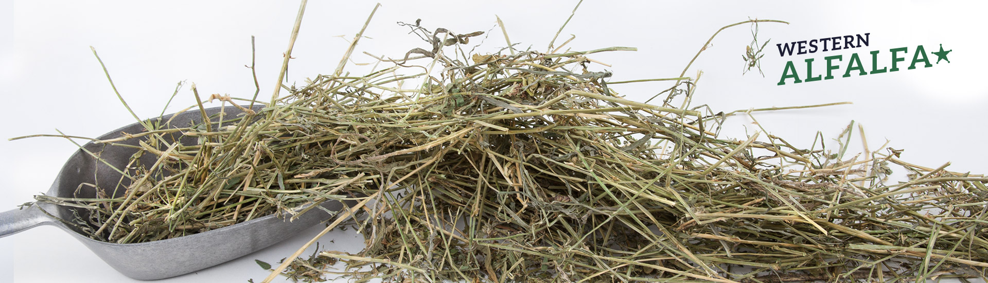 1920x550_Headbilder_western_Alfalfa